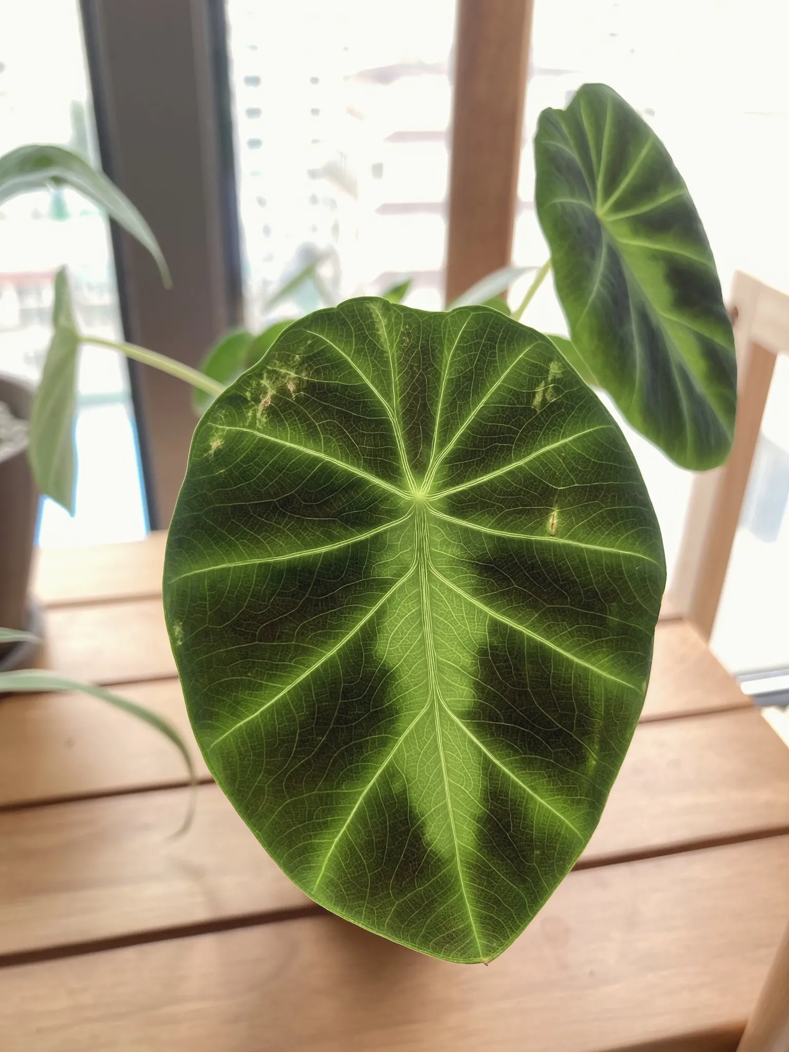 A large patterned Alocasia leaf in a pot