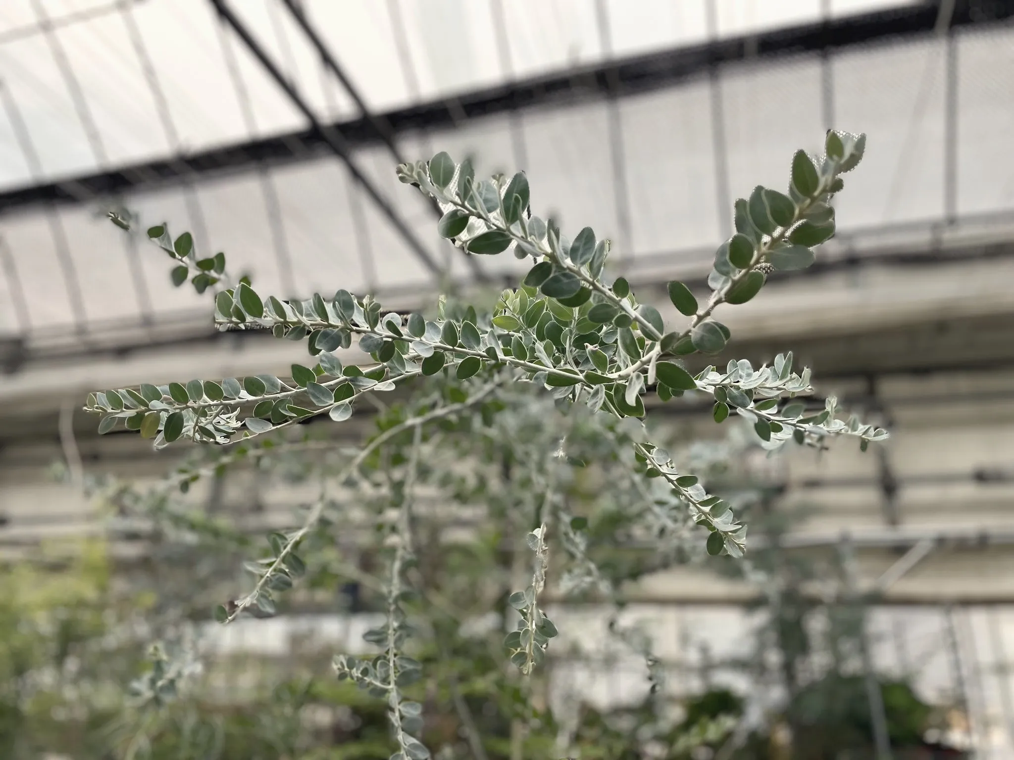 Greenhouse racks filled with plants