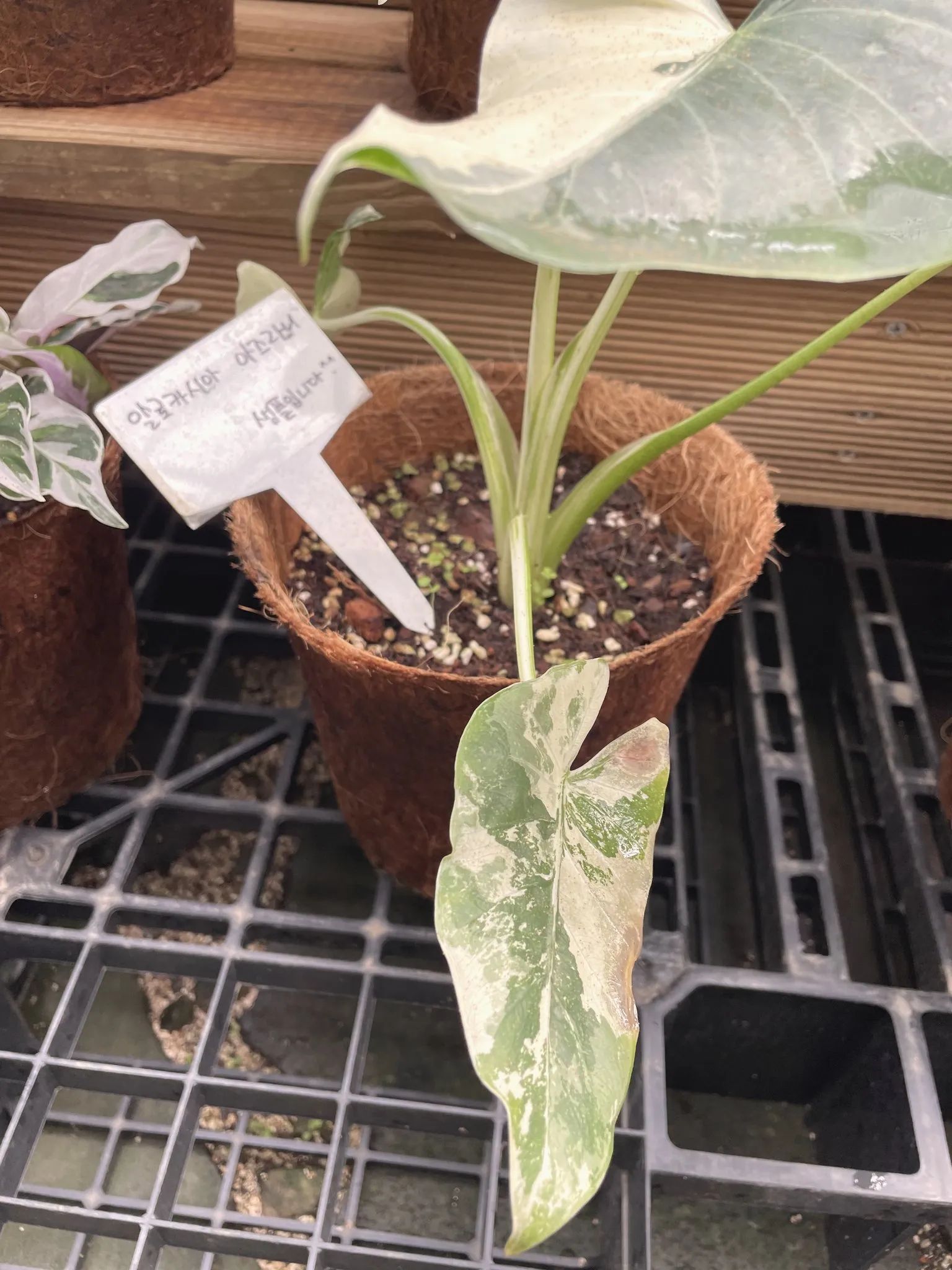 A potted plant in a terracotta pot