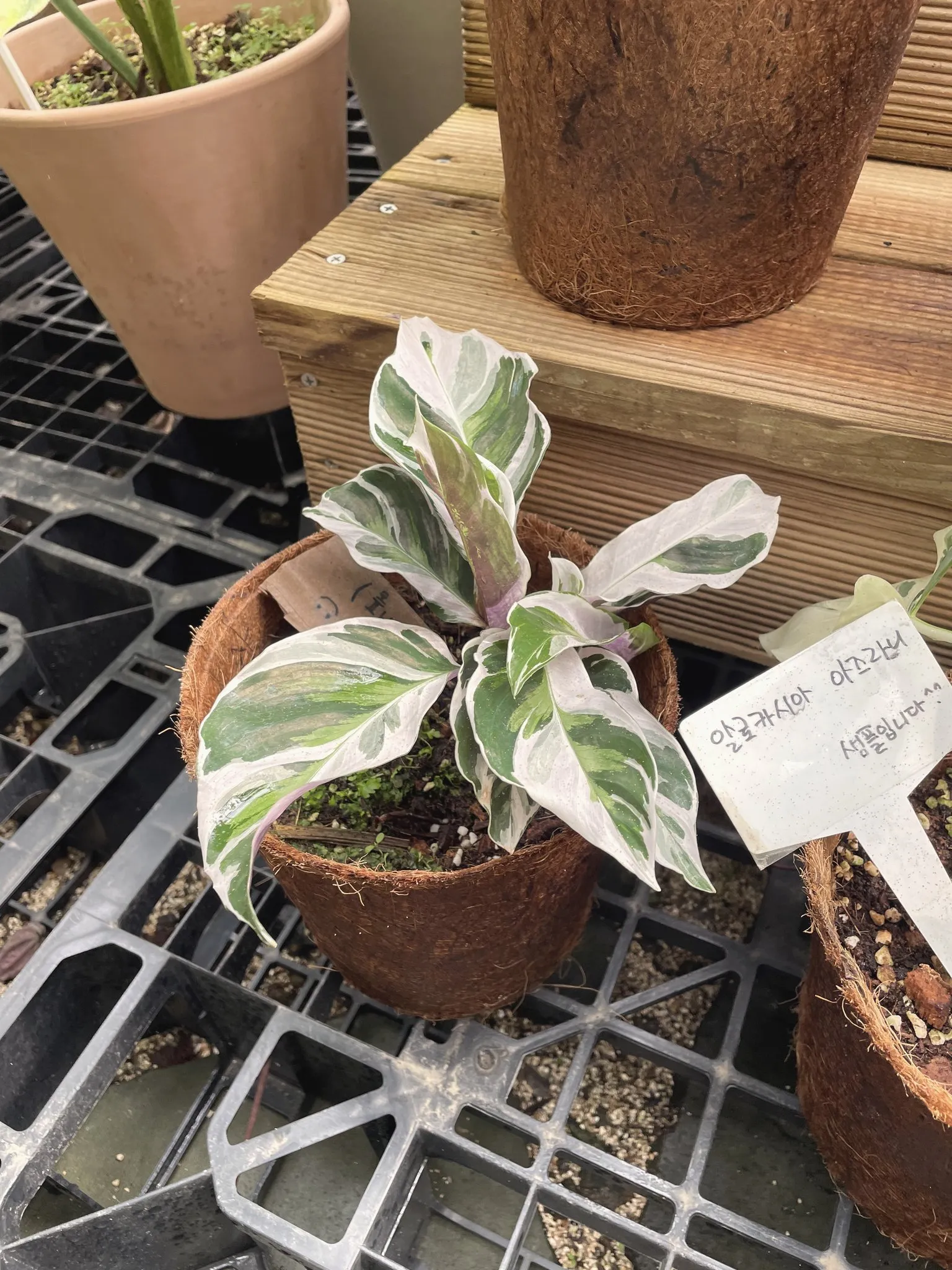 Potted plants lined up on a shelf