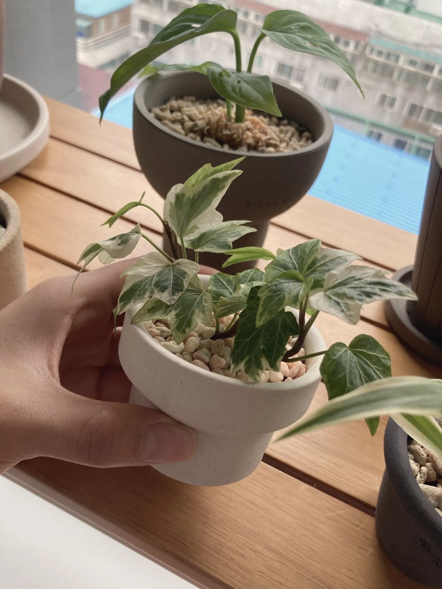 A small potted plant on a wooden table